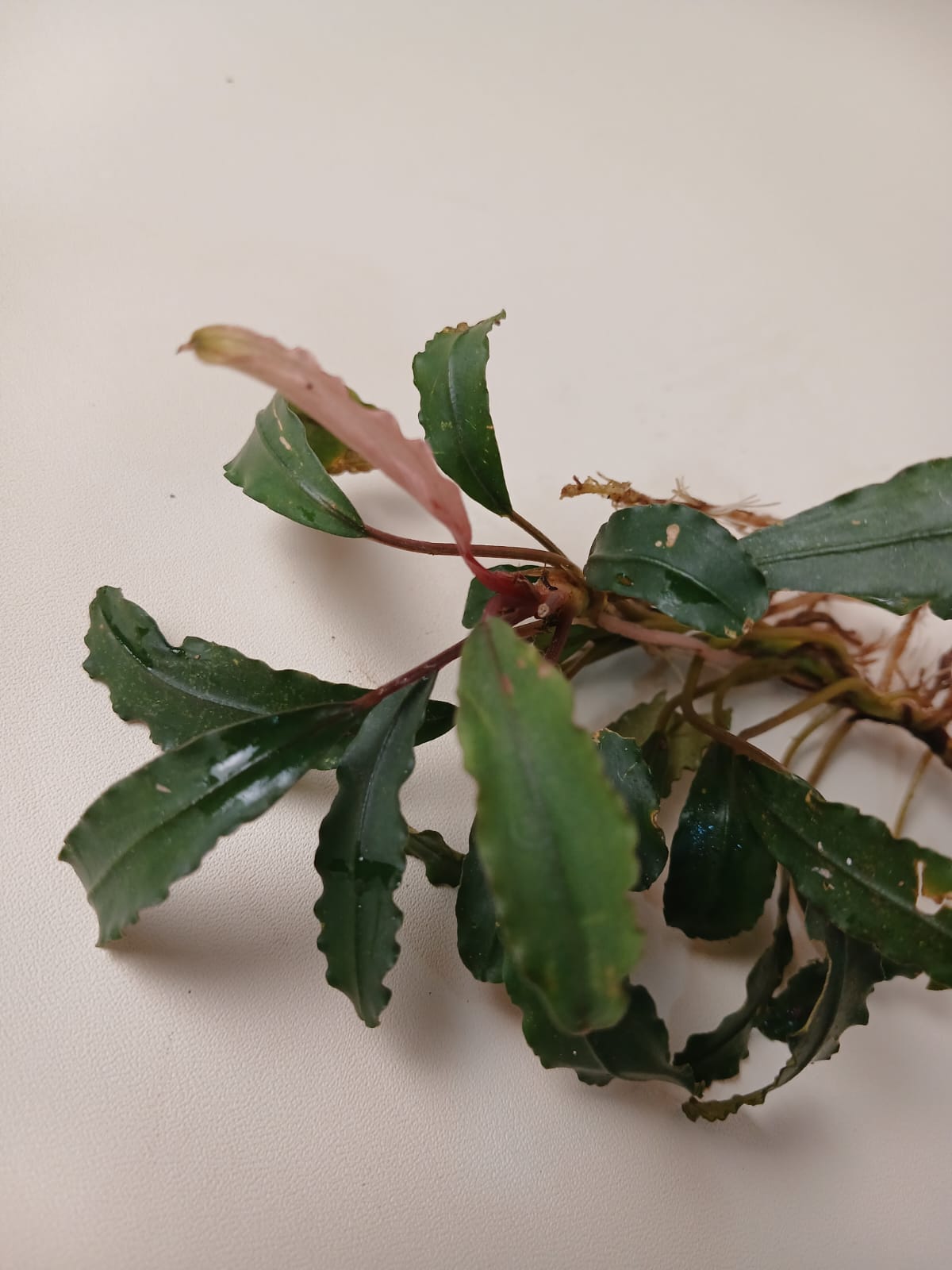 Fresh Bucephalandra collection from Sanke Borneo, arranged in a harvest tray