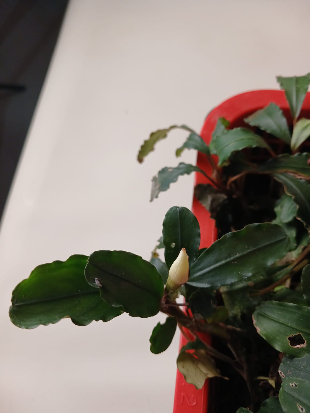 Home Bucephalandra clump with wavy dark green leaves