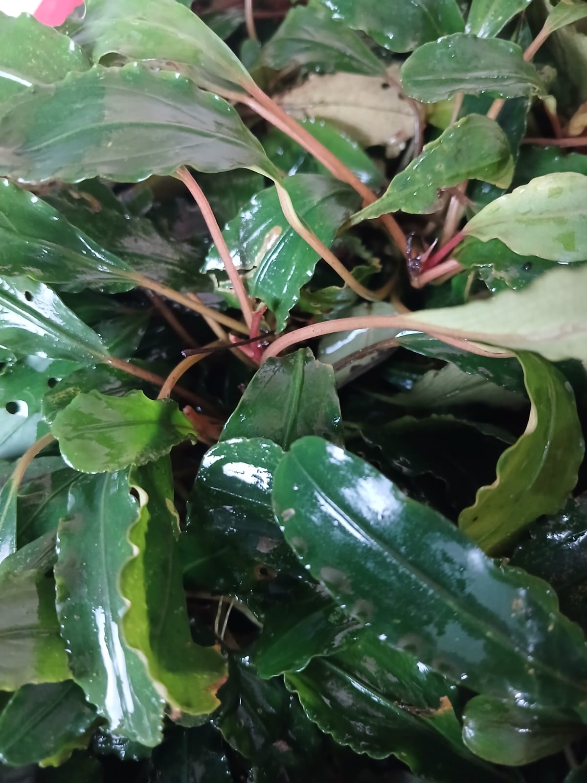 Home New pale yellow-green Bucephalandra shoot
